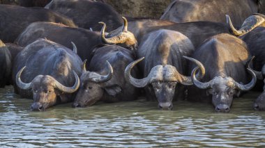 Kruger National park, Güney Afrika Afrika manda; Nakit Syncerus caffer aile Bovidae