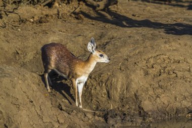 Sharpe grysbok Kruger National park, Güney Afrika için; Nakit Raphicerus sharpei aile Bovidae