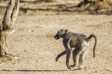 Chacma maymun Kruger National park, Güney Afrika için; Nakit Papio ursinus ailesi Cercopithecidae