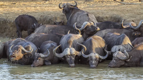 Afrikanischer Büffel Kruger Nationalpark Südafrika Art Syncerus Caffer Familie Der — Stockfoto