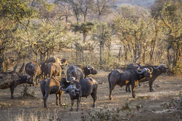 Búfalo Africano Parque Nacional Kruger África Sul Espécie Syncerus Caffer — Fotografia de Stock