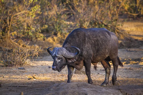 Búfalo Africano Parque Nacional Kruger Sudáfrica Especie Syncerus Caffer Familia —  Fotos de Stock