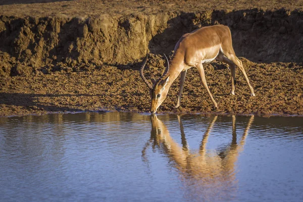 Κοινή Impala Kruger Εθνικό Πάρκο Νότια Αφρική Specie Aepyceros Melampus — Φωτογραφία Αρχείου