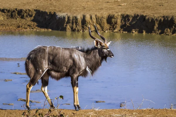 Nyala Kruger National Park South Africa Specie Tragelaphus Angasii Family — 图库照片