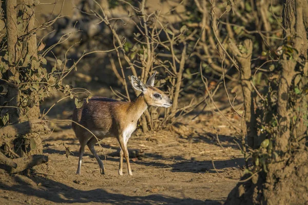 Antylopik Przylądkowy Sharpe Kruger National Park Afryka Południowa Gatunku Raphicerus — Zdjęcie stockowe