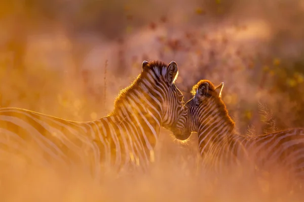 Slätterna Zebra Kruger National Park Sydafrika Arten Equus Quagga Burchellii — Stockfoto