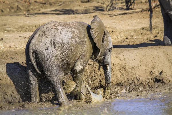 Afrikanischer Buschelefant Kruger Nationalpark Südafrika Art Loxodonta Africana Familie Der — Stockfoto