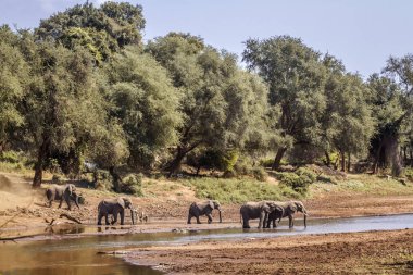 Afrika bush fil Kruger National park, Güney Afrika için; Nakit Loxodonta africana ailesi fil