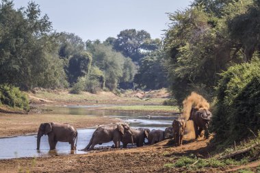Afrika bush fil Kruger National park, Güney Afrika için; Nakit Loxodonta africana ailesi fil
