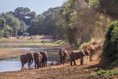 Afrika bush fil Kruger National park, Güney Afrika için; Nakit Loxodonta africana ailesi fil