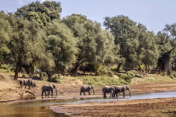 Afrika bush fil Kruger National park, Güney Afrika için; Nakit Loxodonta africana ailesi fil