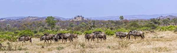 Wildebeest Blu Nel Parco Nazionale Kruger Sud Africa Specie Connochaetes — Foto Stock