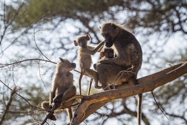 Beerbaviaan Kruger National Park Zuid Afrika Specie Papio Ursinus Familie — Stockfoto
