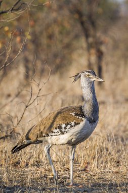 Kori damla Kruger National park, Güney Afrika için; Otididae nakit Ardeotis kori ailesi