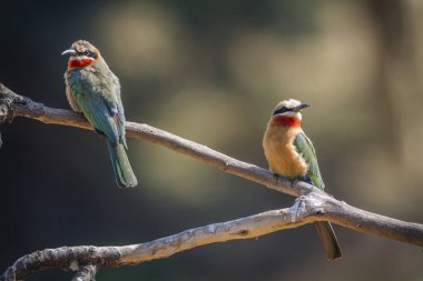 Beyaz önlü arı yiyici Kruger National park, Güney Afrika için; Nakit arı kuşu bullockoides ailesi Meropidae
