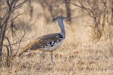 Kori damla Kruger National park, Güney Afrika için; Otididae nakit Ardeotis kori ailesi