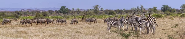 シマウマと青ヌーでクルーガー国立公園 南アフリカ共和国 正貨エクウス クアッガ Burchellii Connochaetes Taurinus — ストック写真