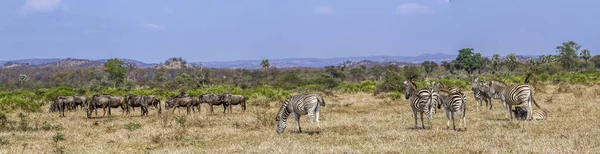 Plains Zebra Blue Wildebeest Kruger National Park South Africa Specie — Stock Photo, Image