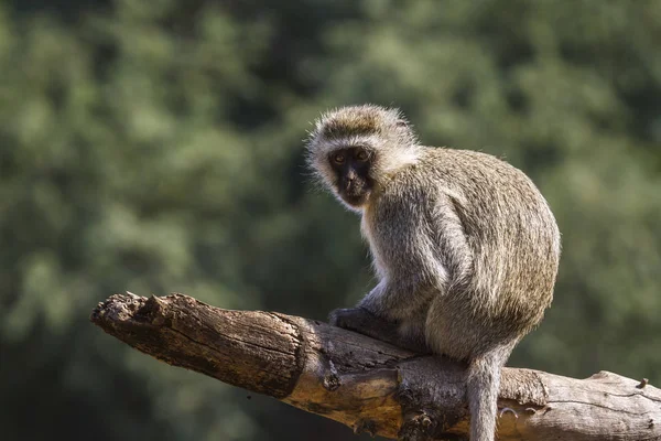 Vervet Monkey Kruger National Park South África Specie Chlorocebus Pygerythrus — Fotografia de Stock