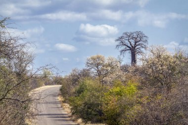 Baobab Ağacı manzara Kruger National park, Güney Afrika için; Nakit Baobab digitata aile Ebegümecigiller