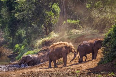Afrika bush fil Kruger National park, Güney Afrika için; Nakit Loxodonta africana ailesi fil