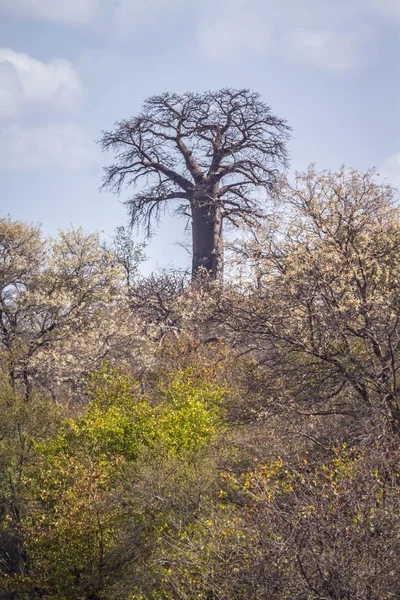 공화국 아욱과의 Adansonia Digitata — 스톡 사진