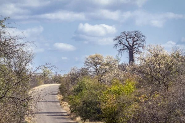 Baobab Ağacı manzara Kruger National park, Güney Afrika için; Nakit Baobab digitata aile Ebegümecigiller