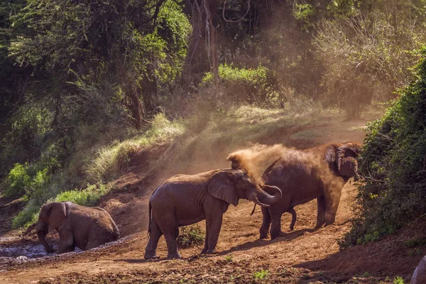 Αφρικανική Μπους Ελέφαντες Στο Εθνικό Πάρκο Κρούγκερ Νότια Αφρική Οικογένεια — Φωτογραφία Αρχείου