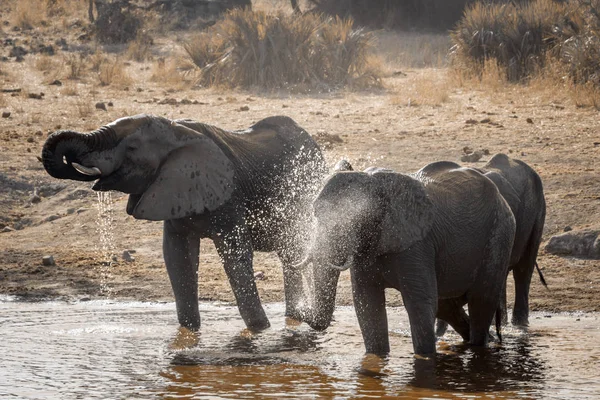 Afrikaanse Bush Elephant Kruger National Park Zuid Afrika Specie Loxodonta — Stockfoto