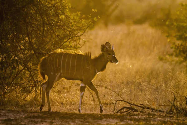 Cape Ceylanlar Kruger National Park Güney Afrika Için Nakit Yayılım — Stok fotoğraf