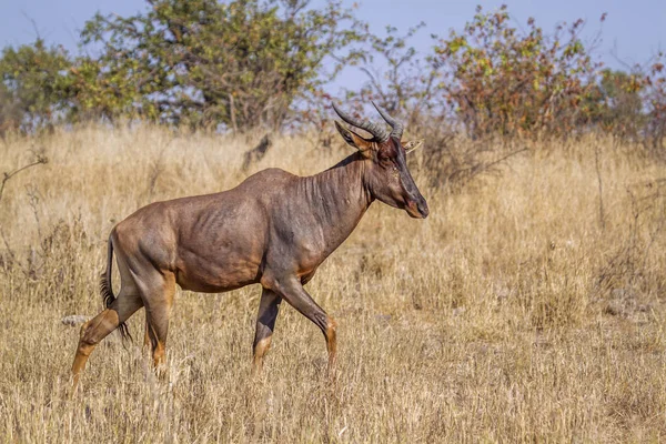 Gemeenschappelijke Lierantilope Kruger National Park Zuid Afrika Specie Damaliscus Lunatus — Stockfoto