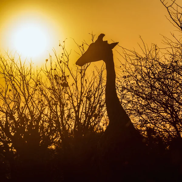 Girafe Dans Parc National Kruger Afrique Sud Espèce Giraffa Camelopardalis — Photo