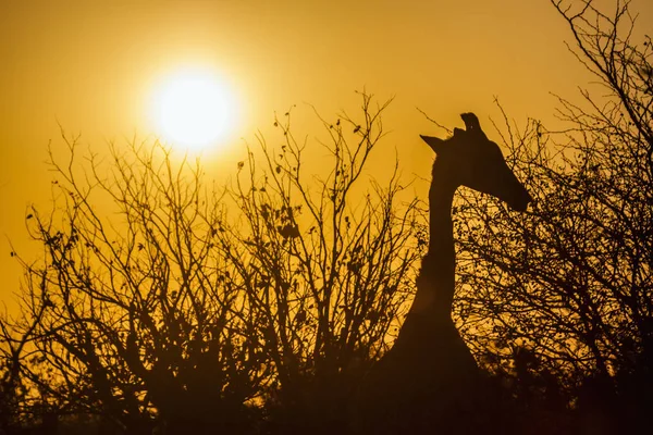 南非克鲁格国家公园的长颈鹿 Giraffidae Giraffa 鹿豹座家族的钱币 — 图库照片