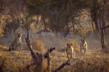 Afrika aslanı Kruger Ulusal Parkı, Güney Afrika; Specie Panthera leo ailesi Felidae