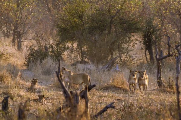 Afrika Aslanı Kruger Ulusal Parkı Güney Afrika Specie Panthera Leo — Stok fotoğraf