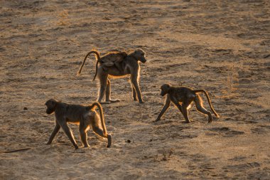 Chacma maymun Kruger National park, Güney Afrika için; Nakit Papio ursinus ailesi Cercopithecidae
