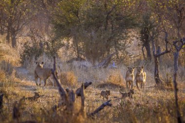 Afrika aslanı Kruger Ulusal Parkı, Güney Afrika; Specie Panthera leo ailesi Felidae