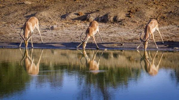 Κοινή Impala Kruger Εθνικό Πάρκο Νότια Αφρική Specie Aepyceros Melampus — Φωτογραφία Αρχείου