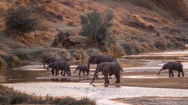 Afrika bush fil Kruger National park, Güney Afrika için; Nakit Loxodonta africana ailesi fil