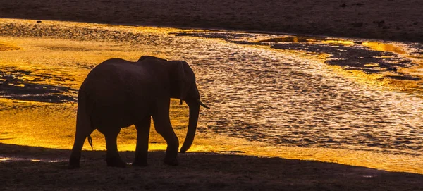 Αφρικανική Μπους Ελέφαντες Στο Εθνικό Πάρκο Κρούγκερ Νότια Αφρική Οικογένεια — Φωτογραφία Αρχείου
