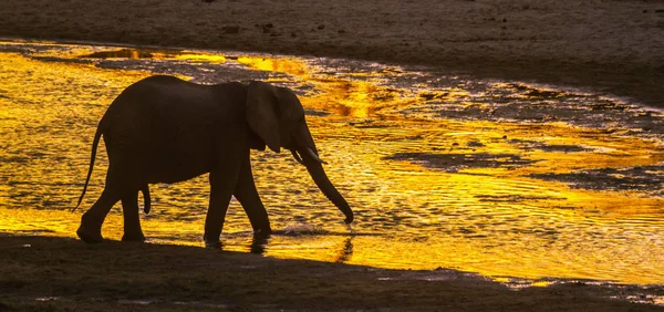非洲灌木大象在克鲁格国家公园 Elephantidae 非洲象属基利坎贝尔家族的钱币 — 图库照片