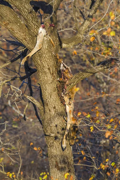 在南非克鲁格国家公园的一棵树上 黑斑羚被豹杀死 Aepyceros Melampus — 图库照片