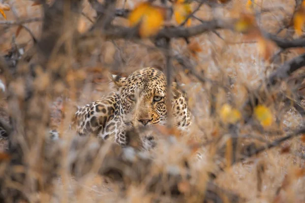 Leopard Kruger National Park Zuid Afrika Specie Panthera Pardus Familie — Stockfoto