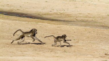 Chacma maymun Kruger National park, Güney Afrika için; Nakit Papio ursinus ailesi Cercopithecidae