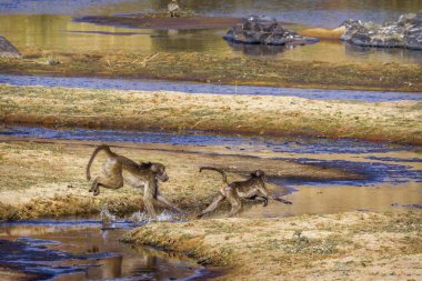 Chacma maymun Kruger National park, Güney Afrika için; Nakit Papio ursinus ailesi Cercopithecidae