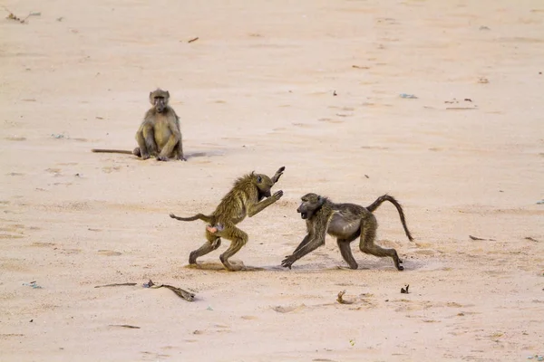 Babuino Chacma Parque Nacional Kruger Sudáfrica Especie Papio Ursinus Familia — Foto de Stock