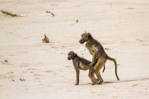 Beerbaviaan Kruger National Park Zuid Afrika Specie Papio Ursinus Familie — Stockfoto