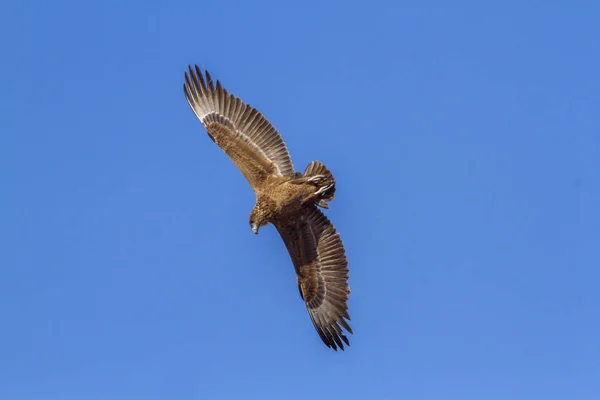 Bateleur Eagle Kruger National Park África Sul Specie Terathopius Ecaudatus — Fotografia de Stock