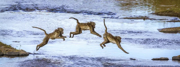 Pawian Czakma Kruger National Park Afryka Południowa Specie Papio Ursinus — Zdjęcie stockowe