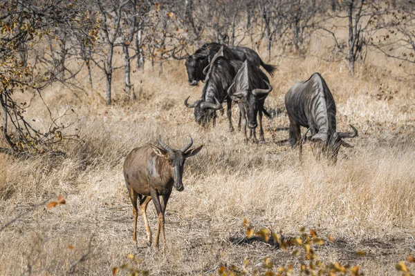 Tsessebe Comum Gnus Azul Parque Nacional Kruger África Sul Espécie — Fotografia de Stock